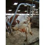 Vink Hoofcare Frame for Cattle